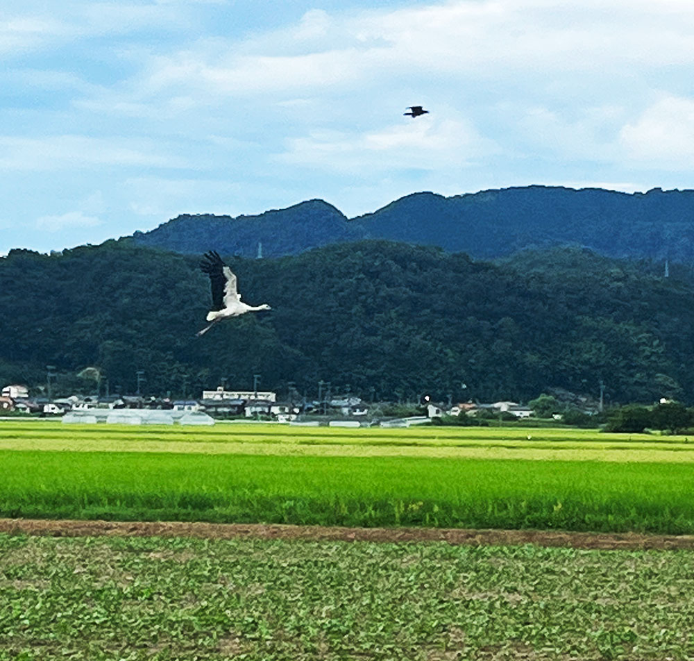 コウノトリ
